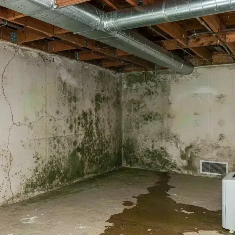 Professional Mold Removal in Minooka, IL